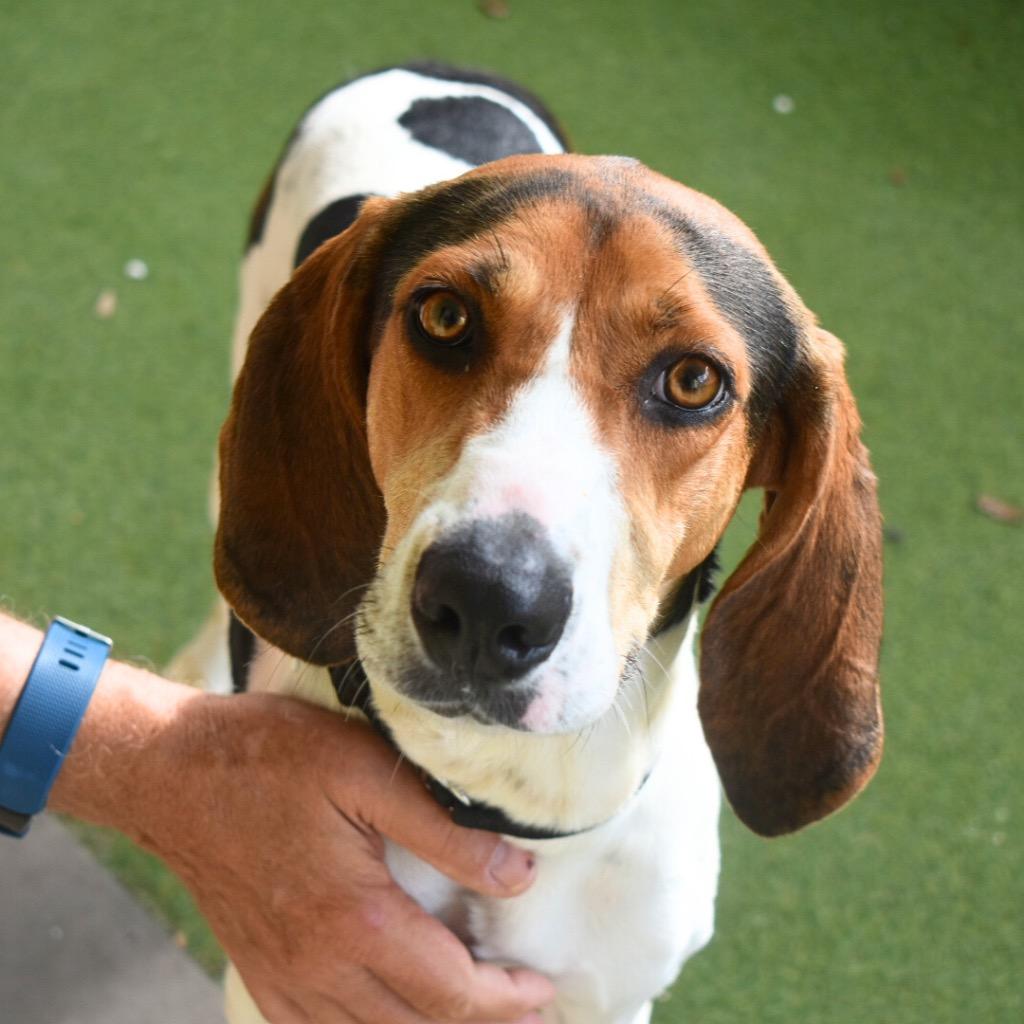 Enlarge Honey, a Adopted Treeing Walker Coonhound in Saint Petersburg, FL image 1/2