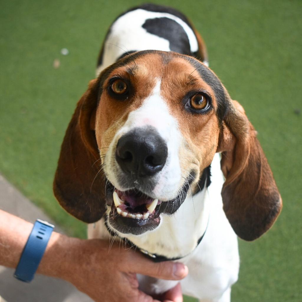 Enlarge Honey, a Adopted Treeing Walker Coonhound in Saint Petersburg, FL image 2/2