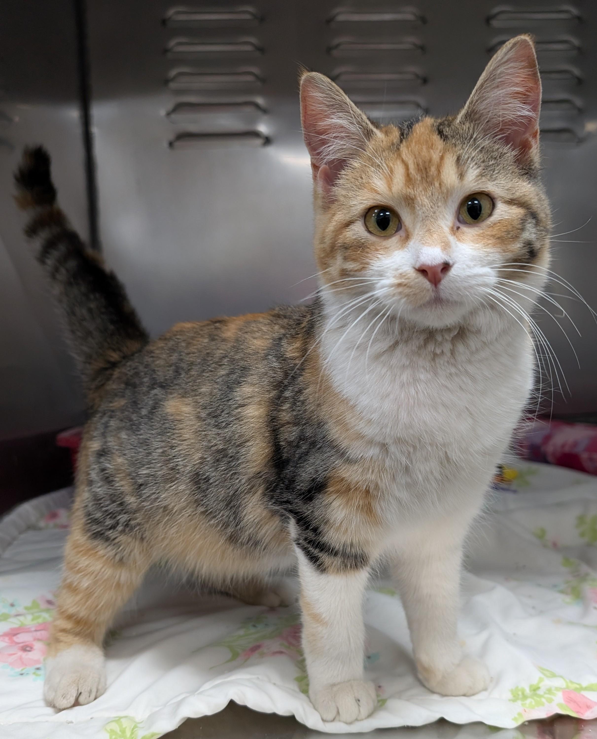 Enlarge Charise, an adoptable Domestic Short Hair in New Ulm, MN image 2/6