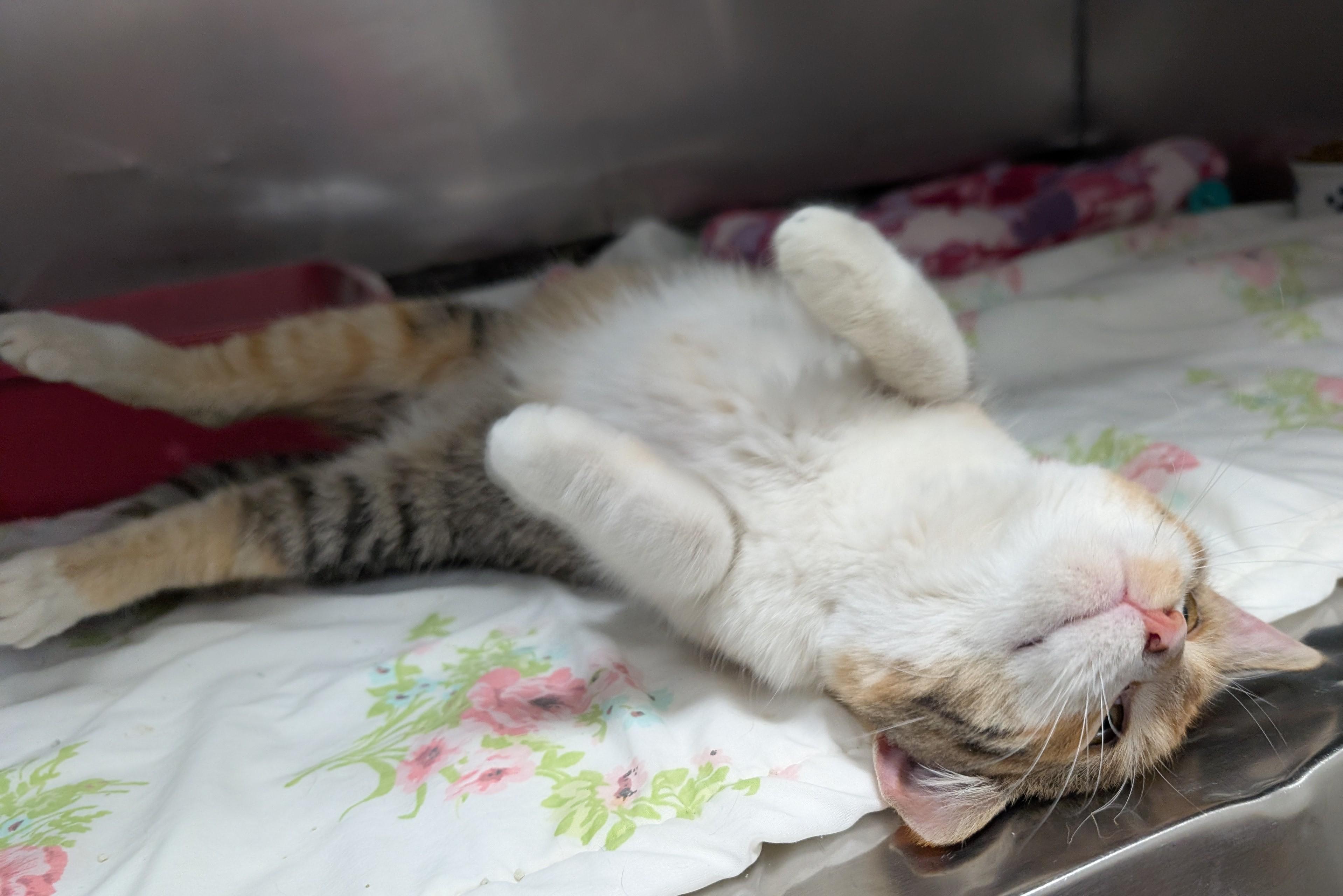Enlarge Charise, an adoptable Domestic Short Hair in New Ulm, MN image 3/6