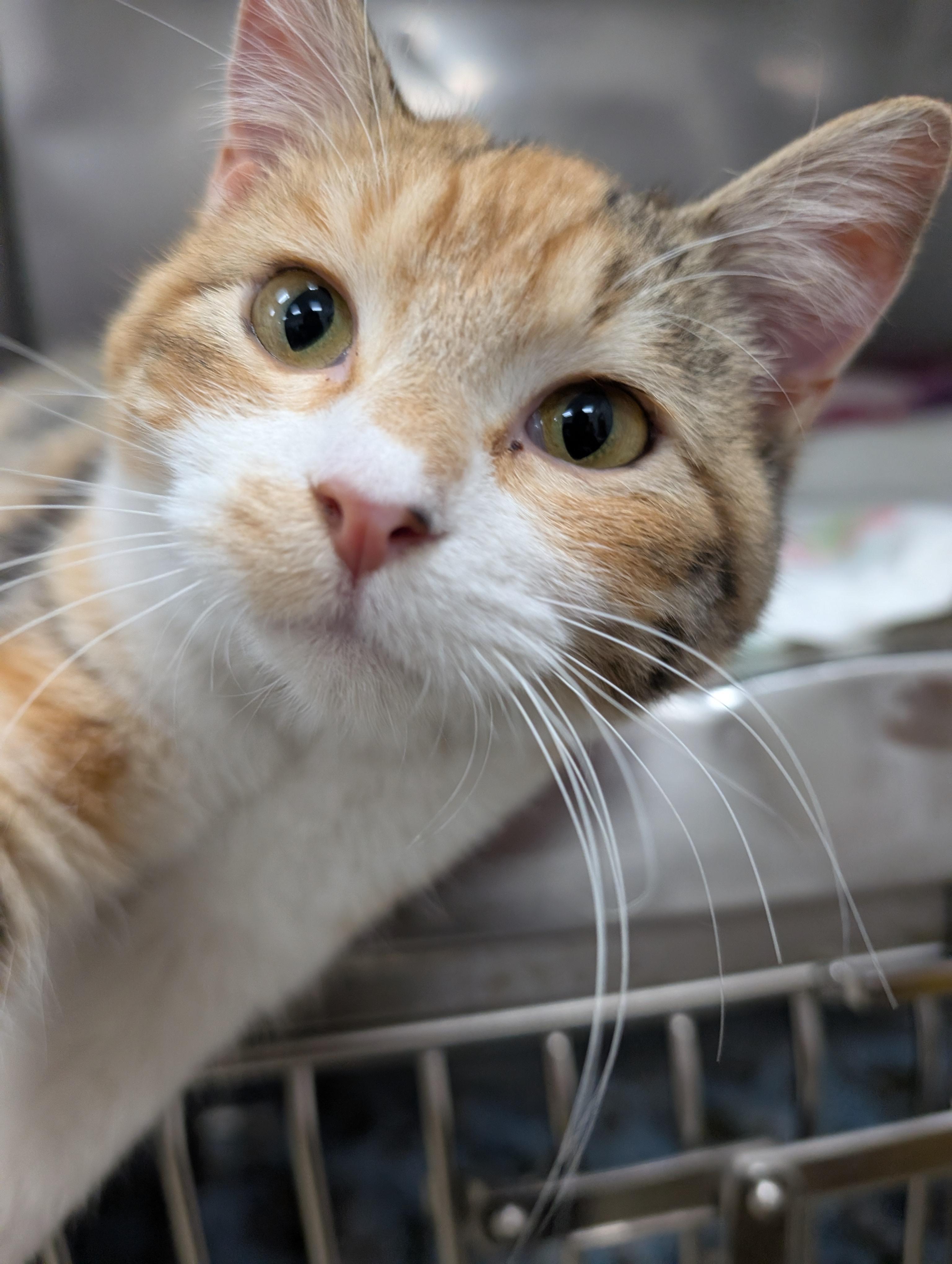 Enlarge Charise, an adoptable Domestic Short Hair in New Ulm, MN image 1/6