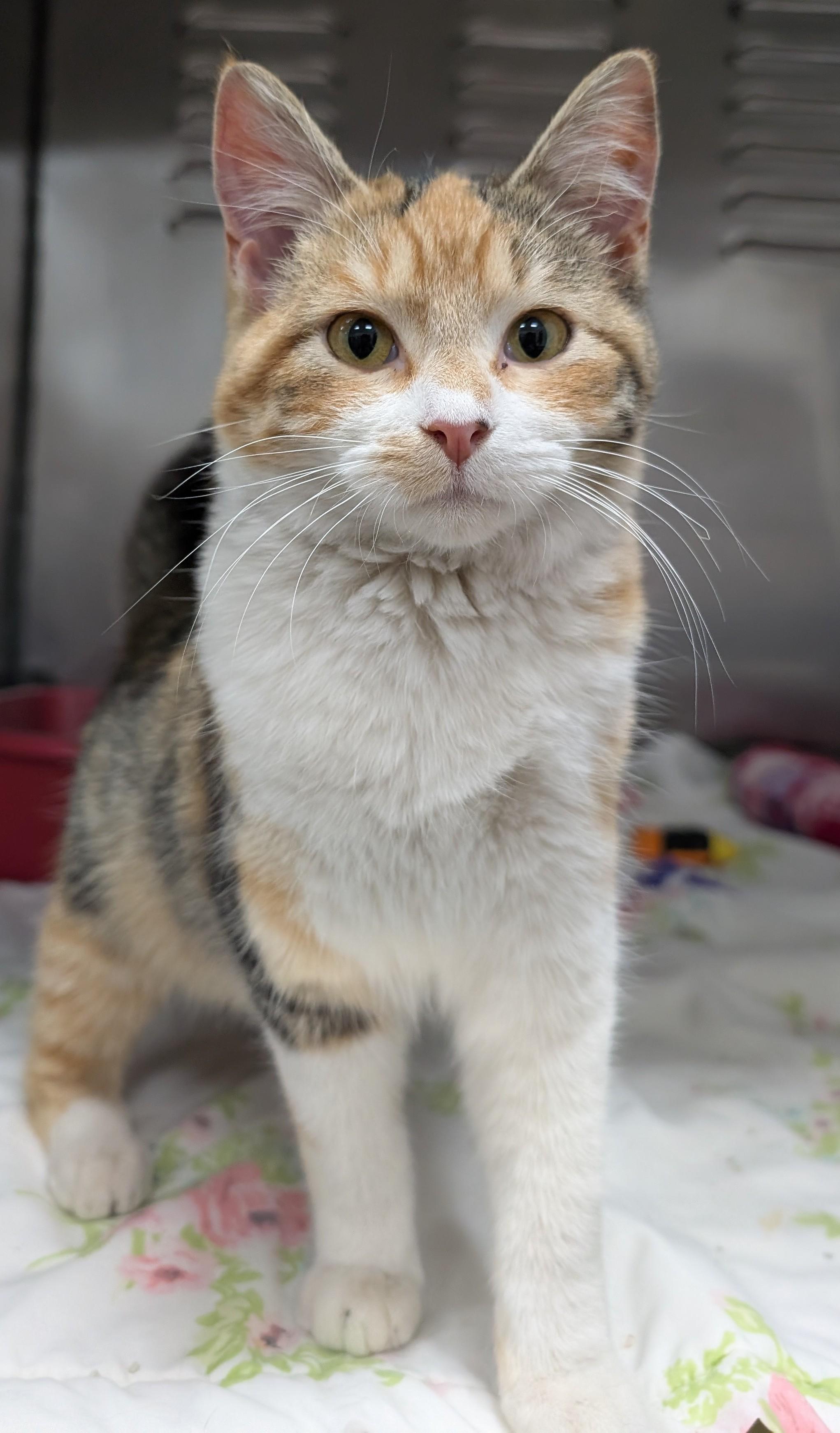 Enlarge Charise, an adoptable Domestic Short Hair in New Ulm, MN image 5/6