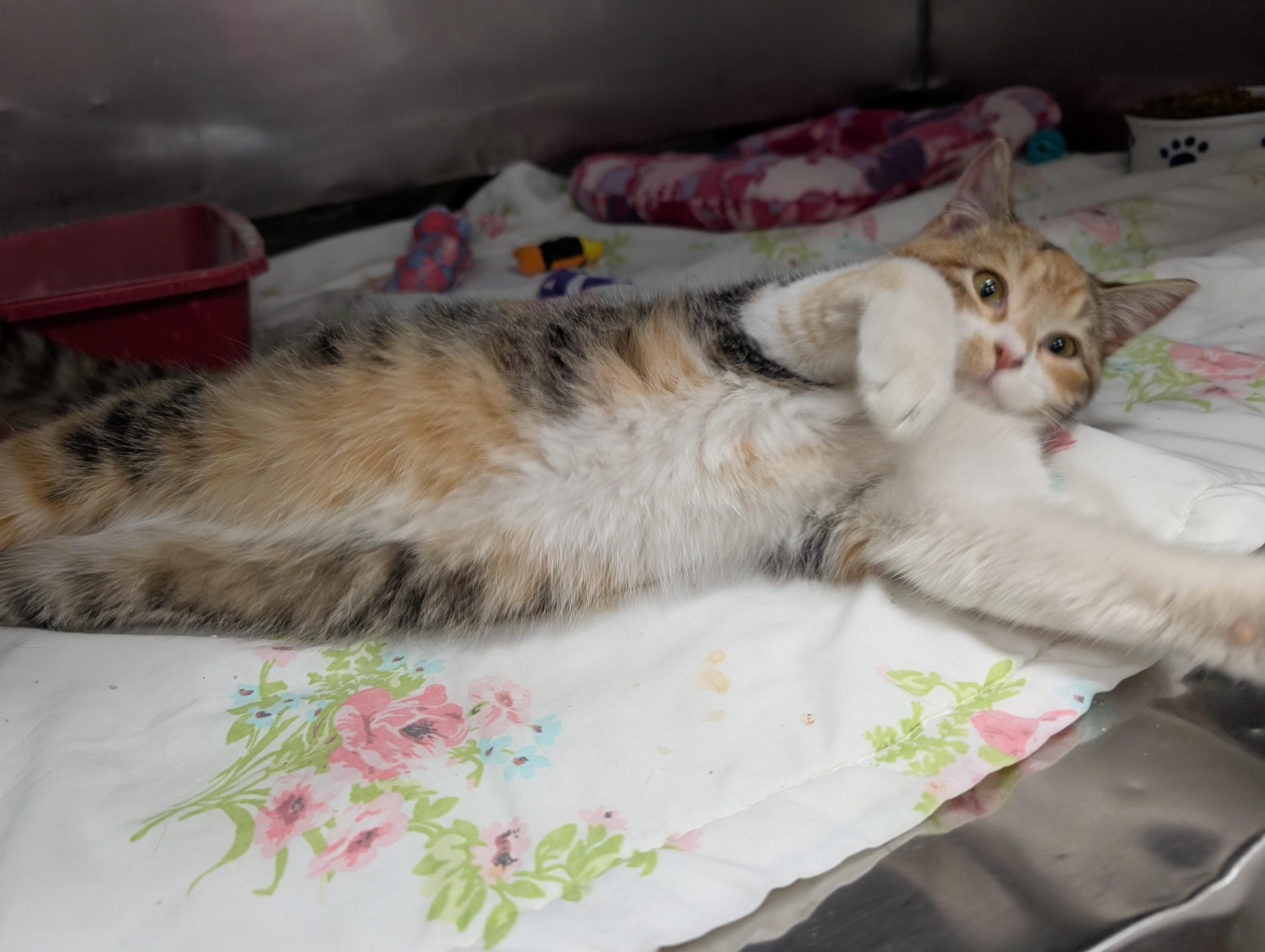 Enlarge Charise, an adoptable Domestic Short Hair in New Ulm, MN image 6/6