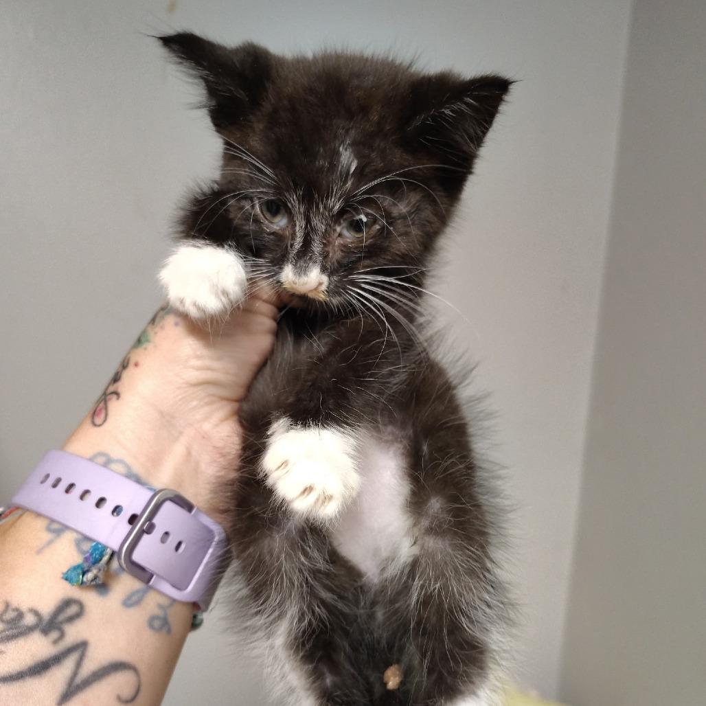 Castle, Adoptable, Young Male Domestic Short Hair.