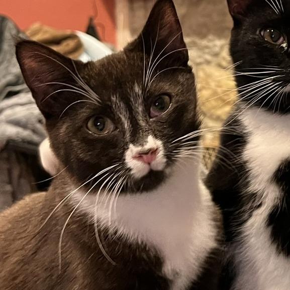 Castle, Adoptable, Young Male Domestic Short Hair.