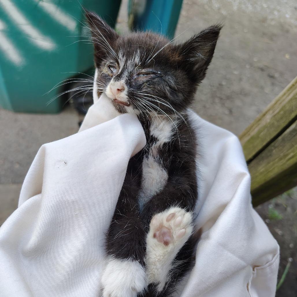 Castle, a Adoptable Domestic Short Hair in Greenfield, IN image 3/6