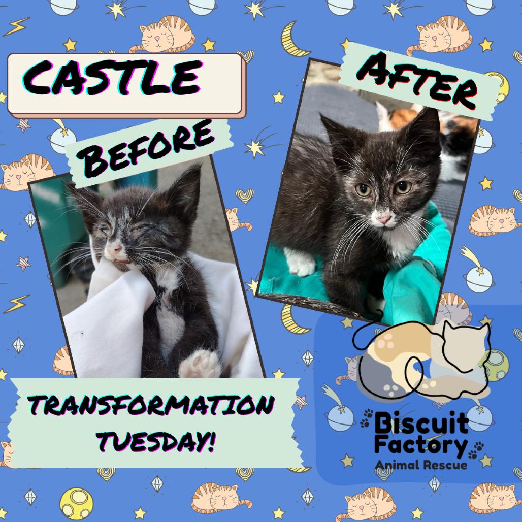 Castle, a Adoptable Domestic Short Hair in Greenfield, IN image 4/6