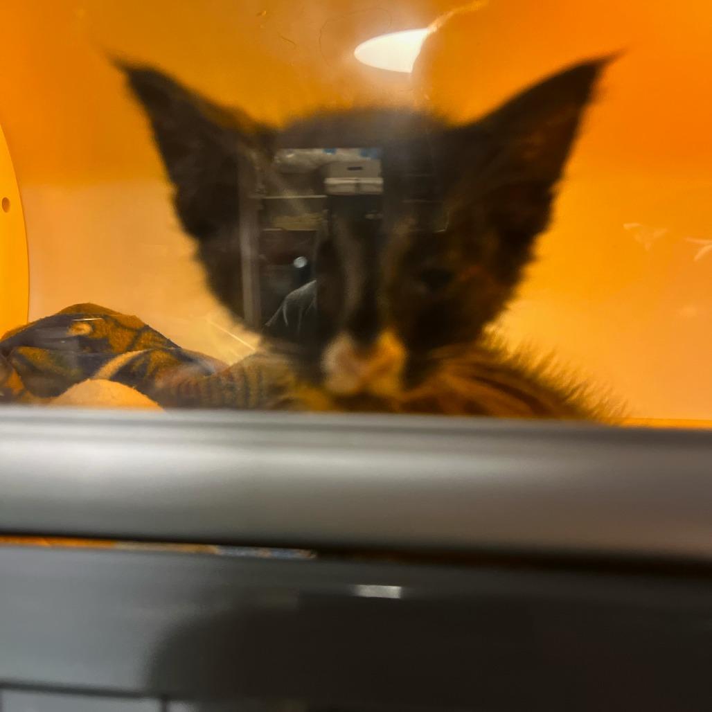 Castle, a Adoptable Domestic Short Hair in Greenfield, IN image 5/6