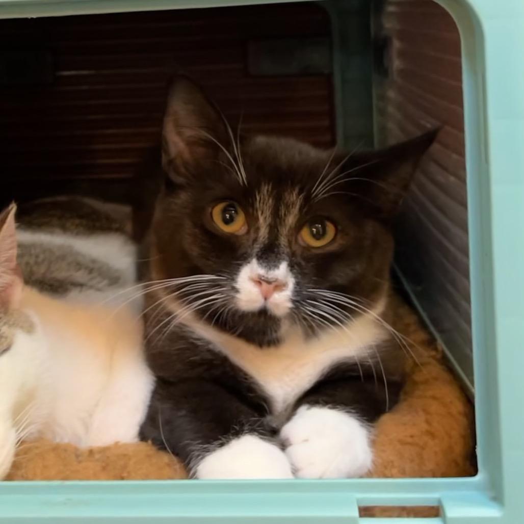 Castle, a Adoptable Domestic Short Hair in Greenfield, IN image 6/6