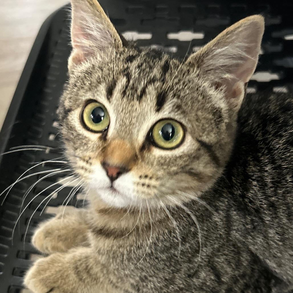 Babe, Adoptable, Kitten Female Domestic Medium Hair.