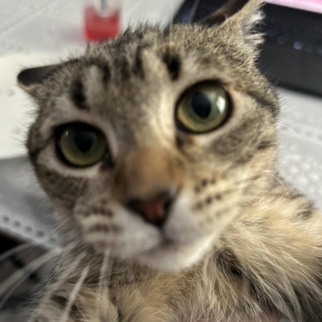 Enlarge Babe, a Adoptable Domestic Medium Hair in Kenai, AK image 2/6