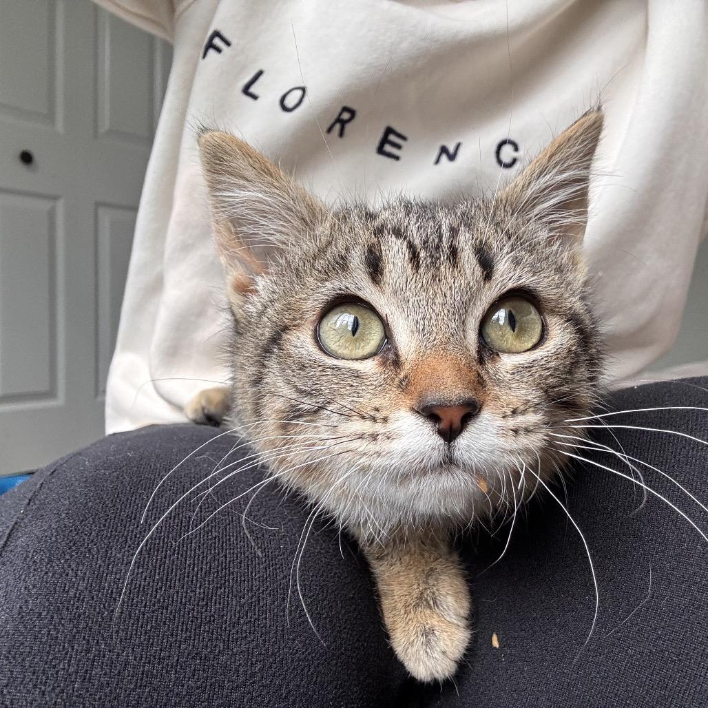 Enlarge Babe, a Adoptable Domestic Medium Hair in Kenai, AK image 3/6