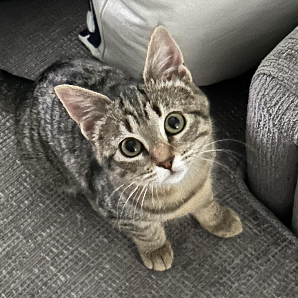 Enlarge Babe, a Adoptable Domestic Medium Hair in Kenai, AK image 4/6