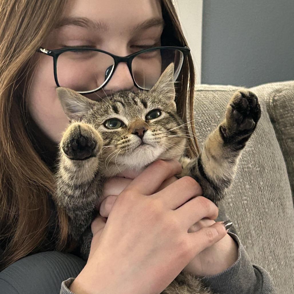 Enlarge Babe, a Adoptable Domestic Medium Hair in Kenai, AK image 5/6