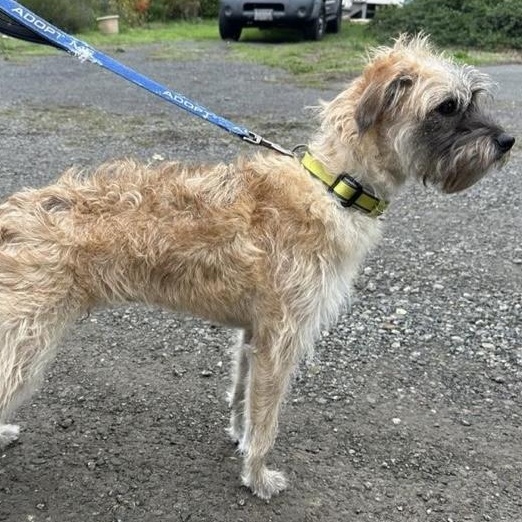 Enlarge Rigby, a Adopted mixed breed in Santa Rosa, CA image 1/1