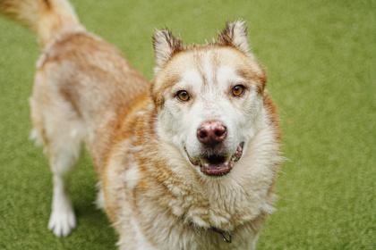 Gumdrop, Adoptable, Senior Male Siberian Husky & Mixed Breed.