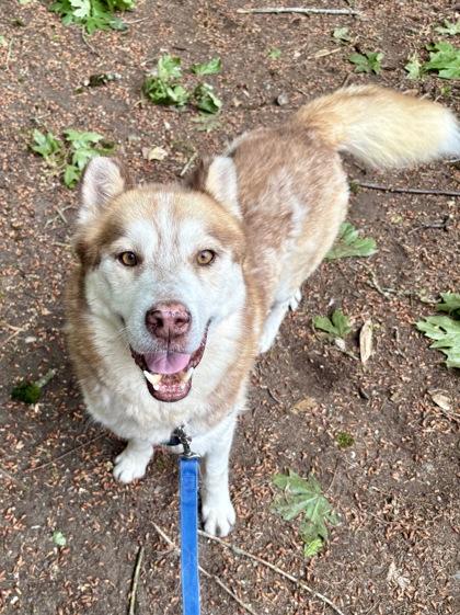Enlarge Gumdrop, a Adoptable mixed breed in Bellevue, WA image 2/3