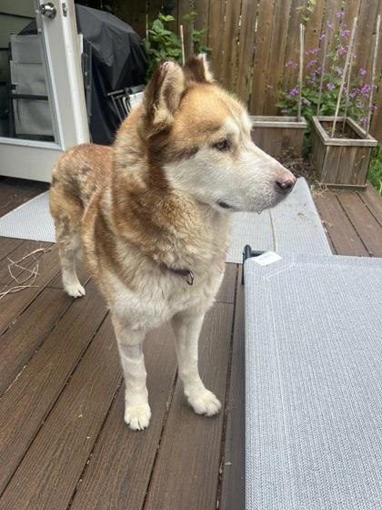 Enlarge Gumdrop, a Adoptable mixed breed in Bellevue, WA image 3/3