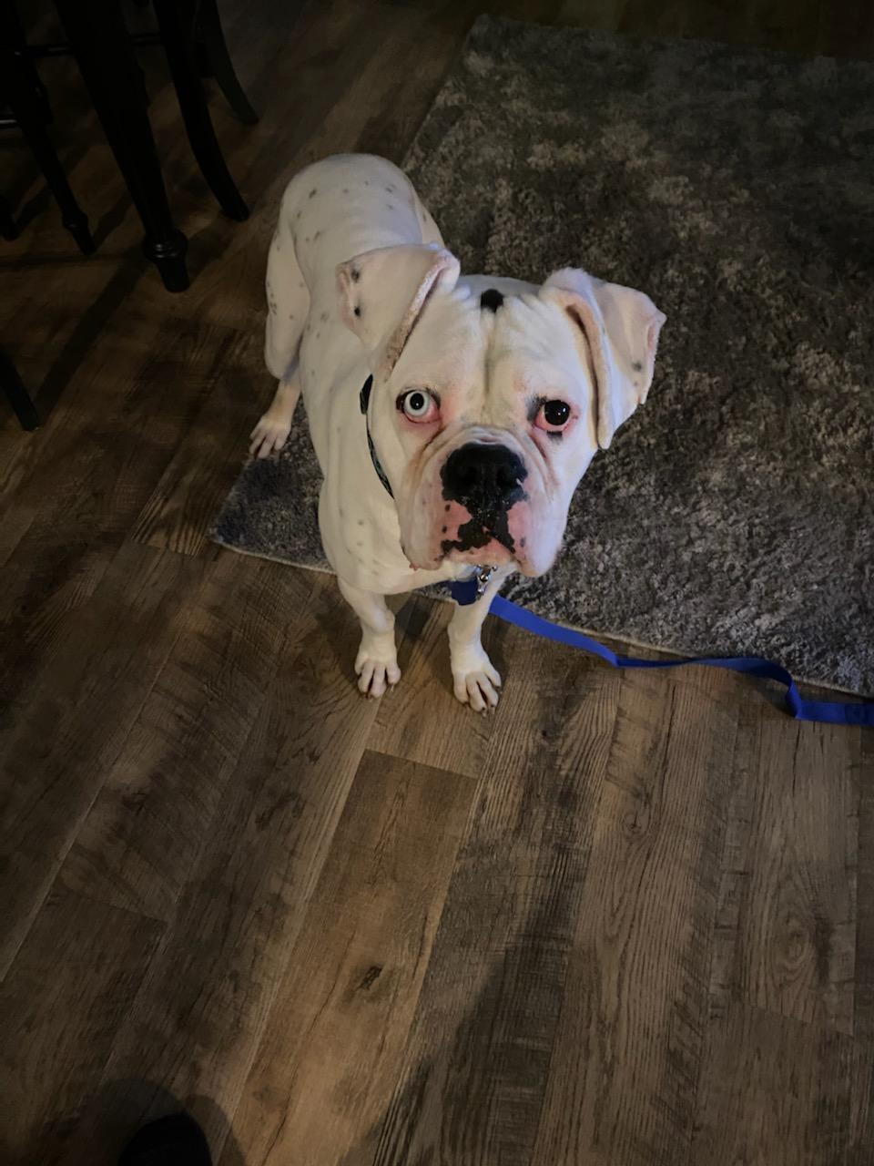 Cowboy, a Adopted Boxer in Woodbury, MN image 1/2