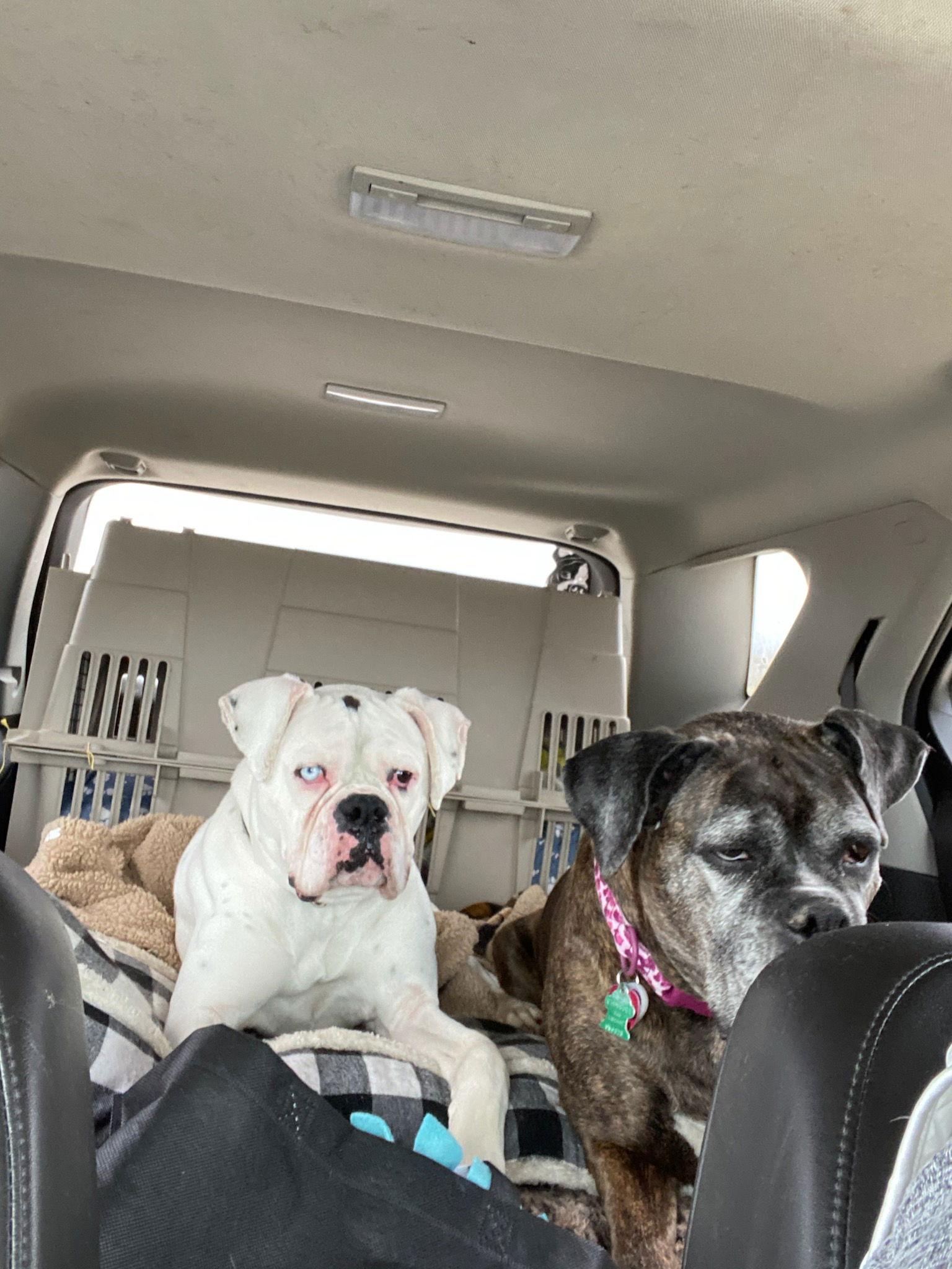 Cowboy, a Adopted Boxer in Woodbury, MN image 2/2