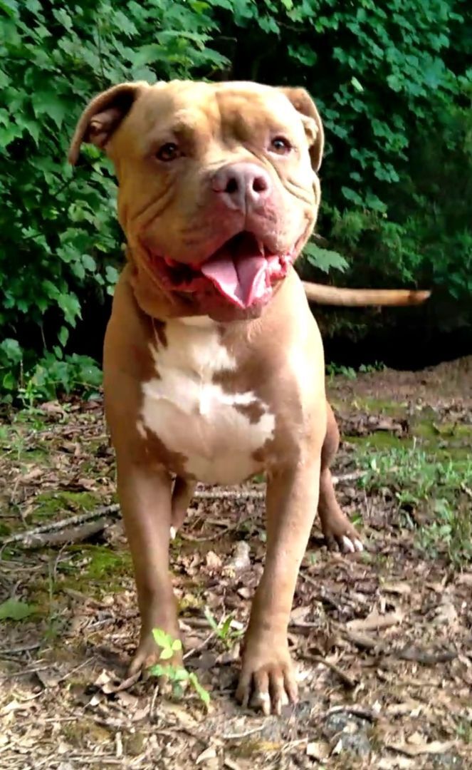 Hooch, Adoptable, Adult Male Pit Bull Terrier.