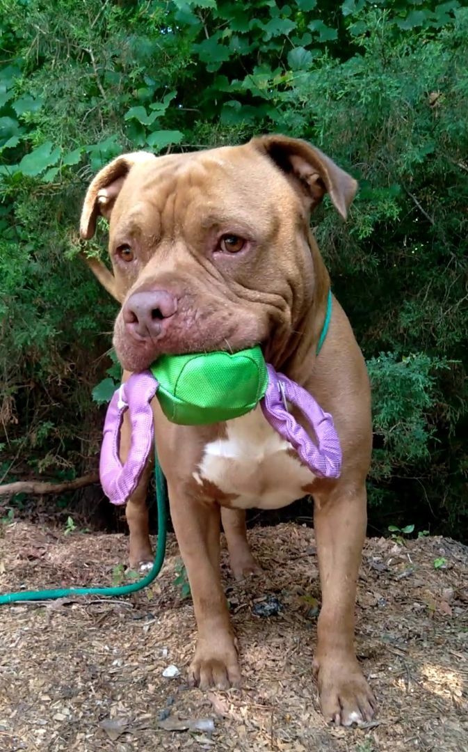 Enlarge Hooch, a Adoptable Pit Bull Terrier in Westminster, SC image 2/3