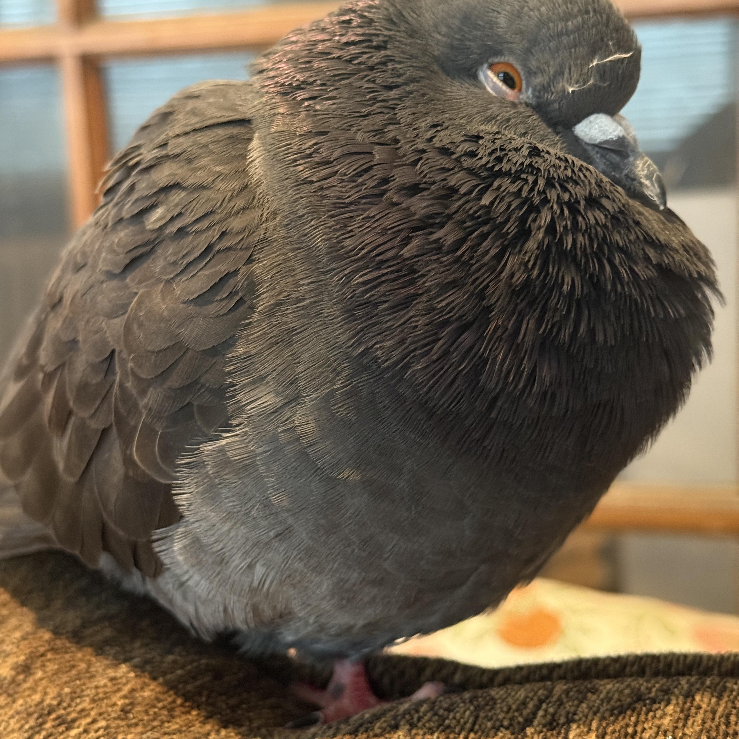 Enlarge Turkey, a ADOPTABLE mixed breed in New York, NY image 3/4