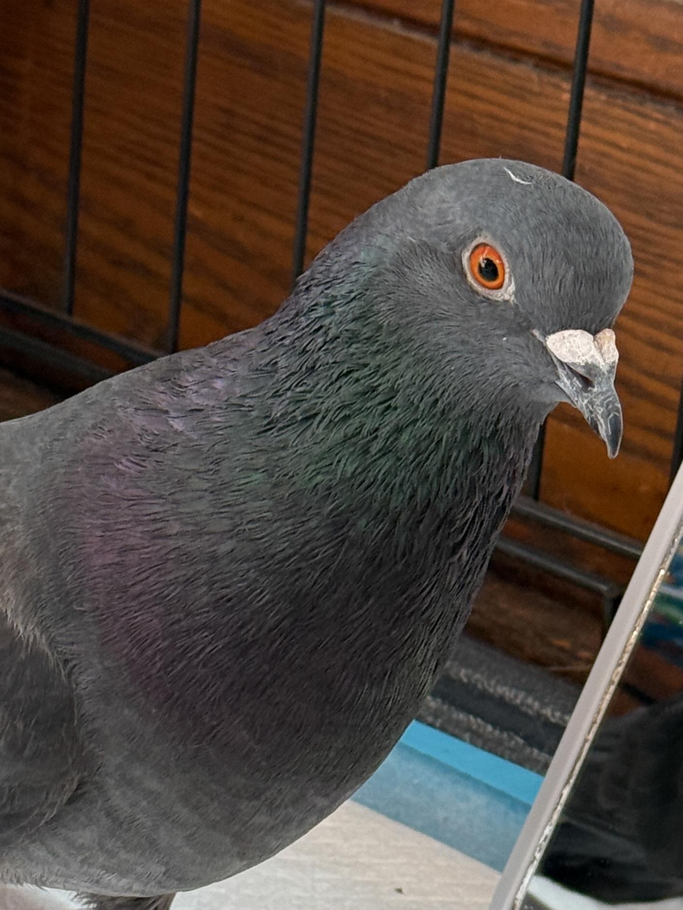 Enlarge Turkey, a ADOPTABLE mixed breed in New York, NY image 1/4