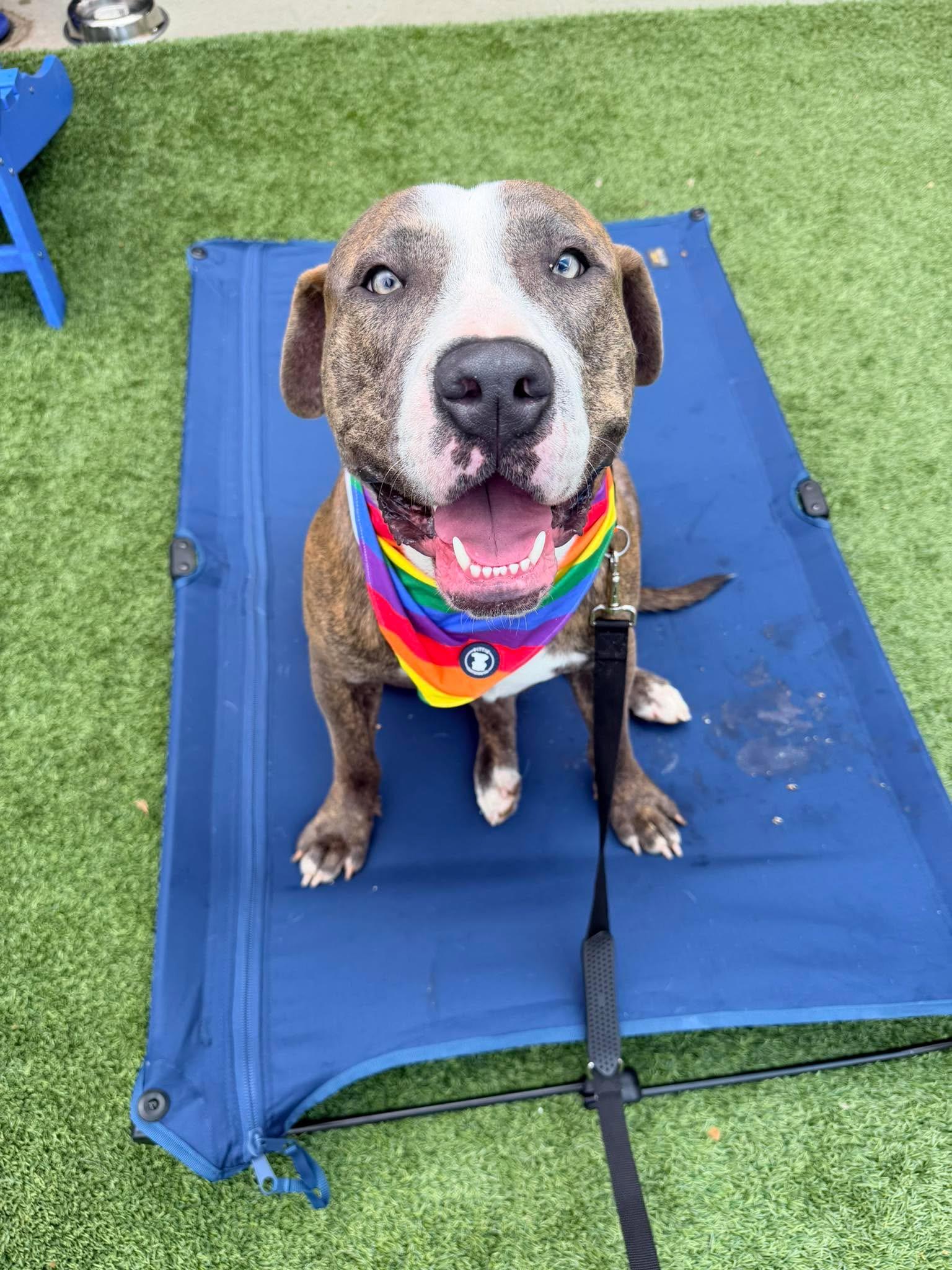 Enlarge Scottie, a Adoptable mixed breed in Yonkers, NY image 1/6
