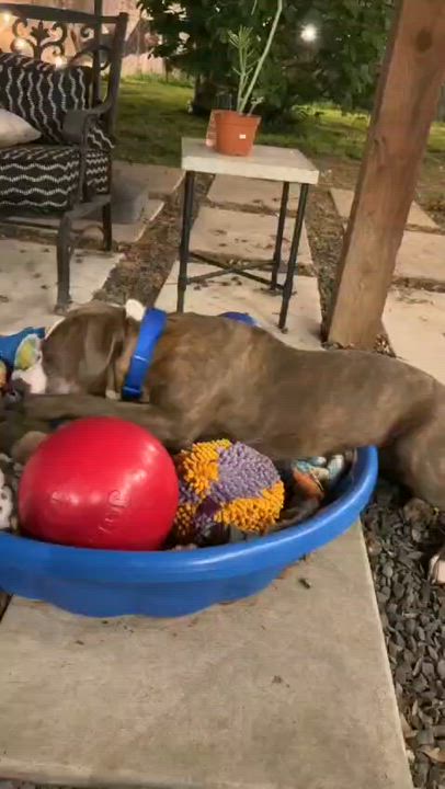 Enlarge Scottie, a Adoptable mixed breed in Yonkers, NY video 4/6