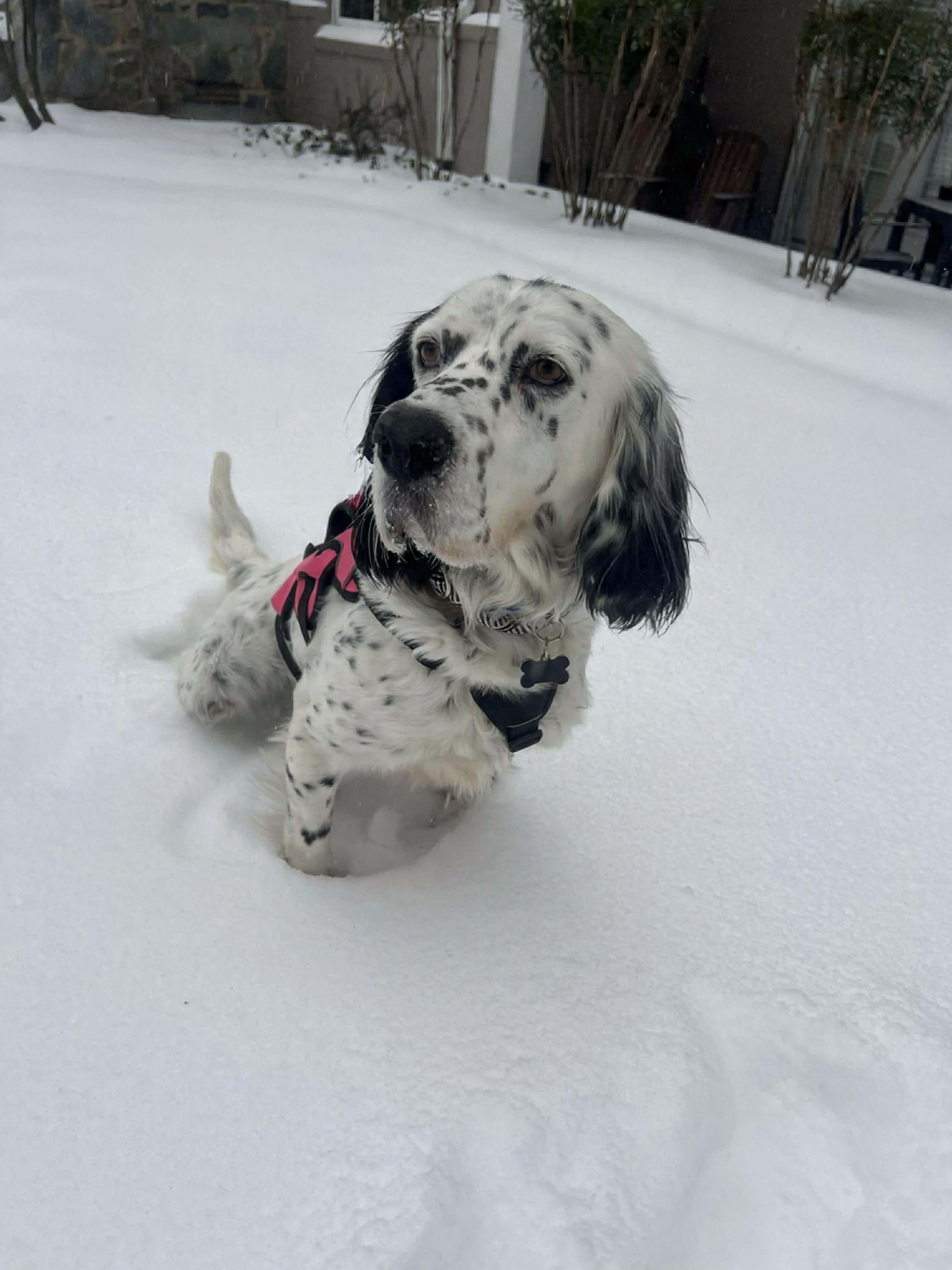 Enlarge Darlin, a Adoptable mixed breed in South Portland, ME image 4/5