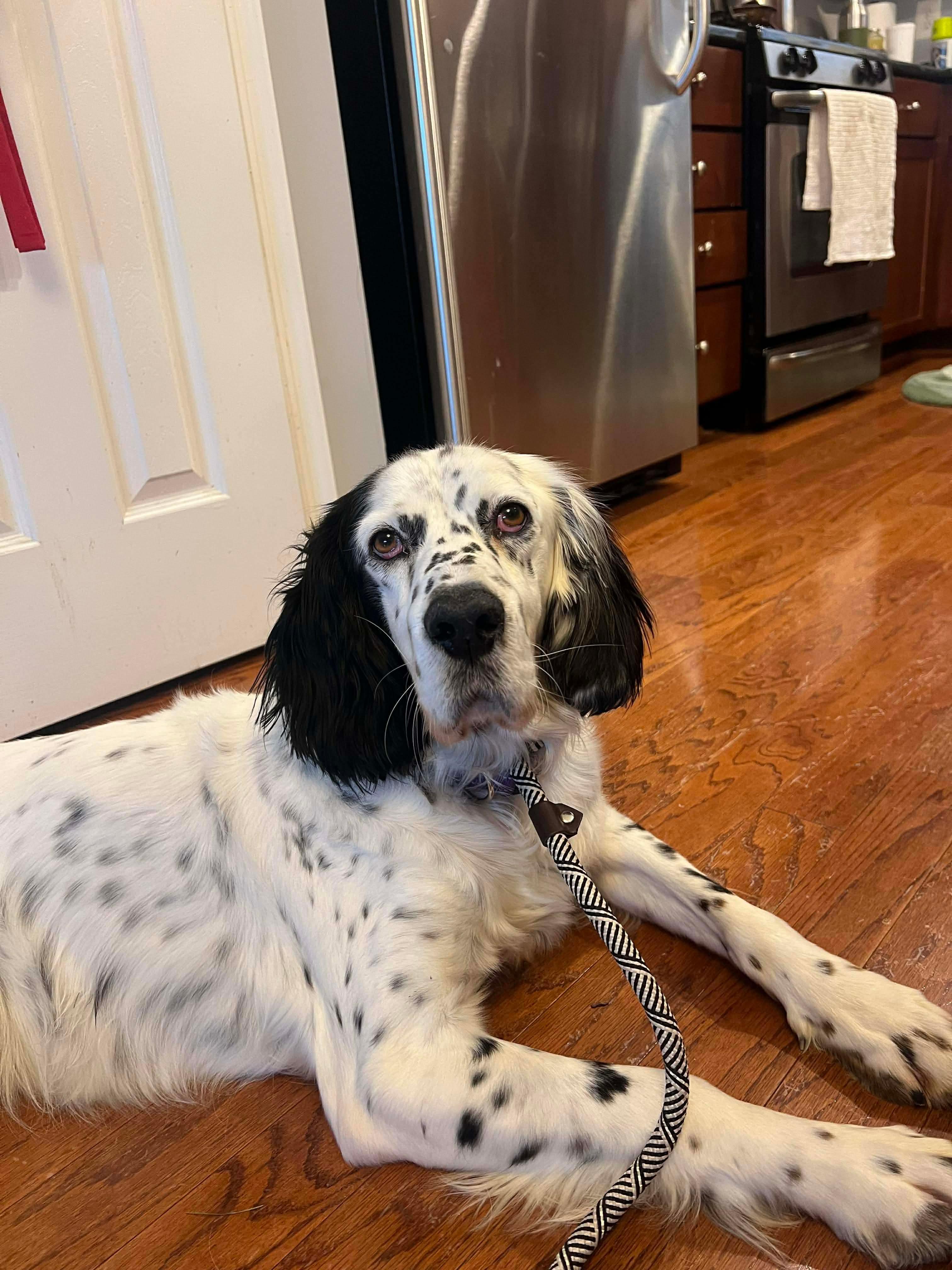 Enlarge Darlin, a Adoptable mixed breed in South Portland, ME image 3/5