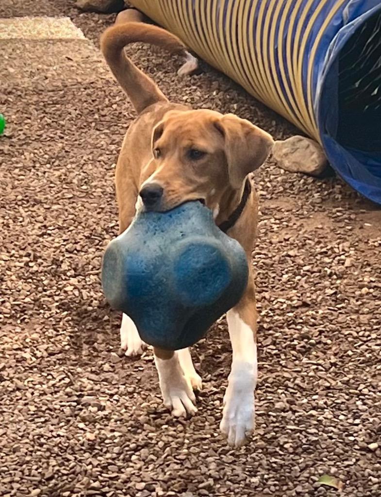 Enlarge Hiro, a Adoptable mixed breed in Cottonwood, AZ image 1/6