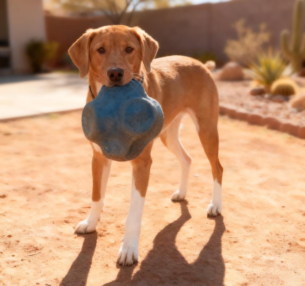 Enlarge Hiro, a Adoptable mixed breed in Cottonwood, AZ image 3/6