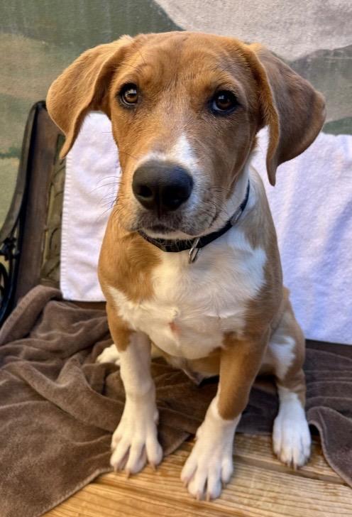 Enlarge Hiro, a Adoptable mixed breed in Cottonwood, AZ image 4/6