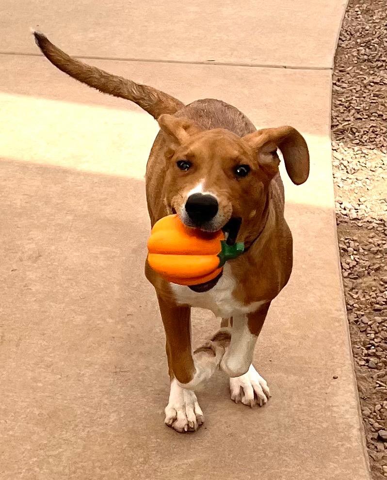 Enlarge Hiro, a Adoptable mixed breed in Cottonwood, AZ image 5/6