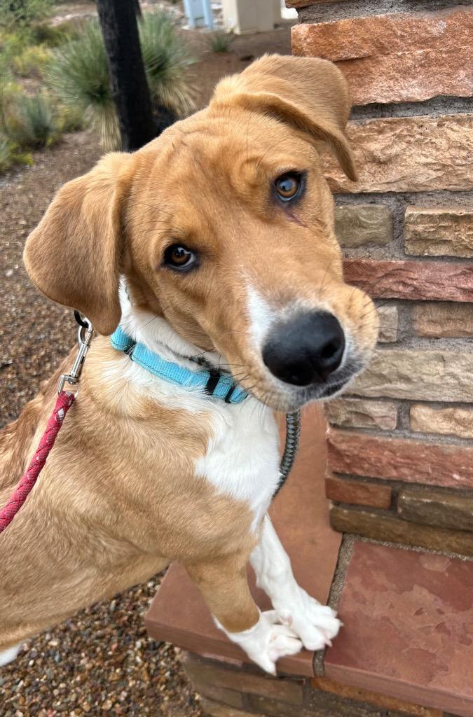 Enlarge Hiro, a Adoptable mixed breed in Cottonwood, AZ image 4/6