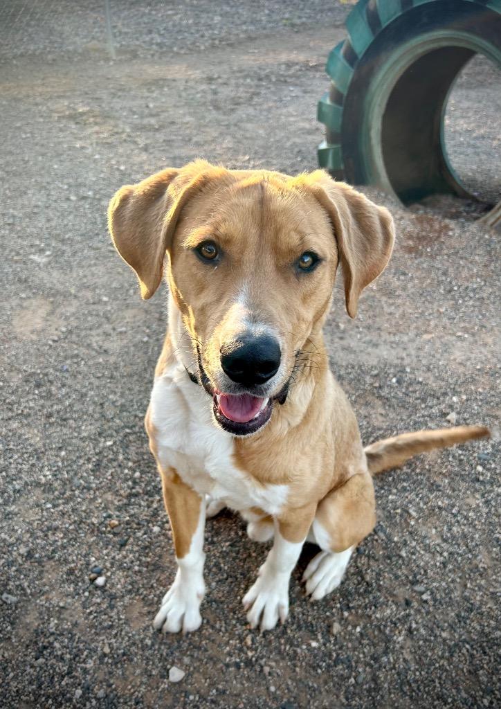 Enlarge Hiro, a Adoptable mixed breed in Cottonwood, AZ image 6/6