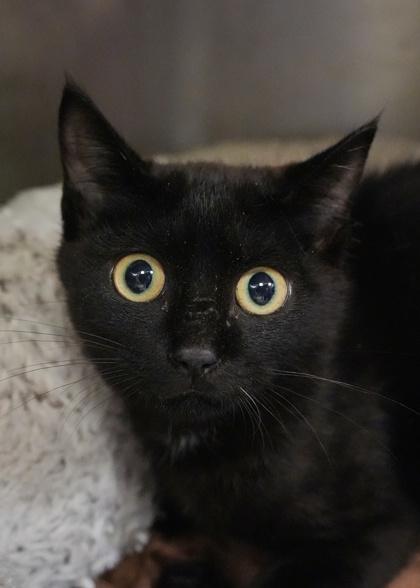 Enlarge Gorgonzola 58726, a Adoptable Domestic Short Hair in Aiken, SC image 1/1