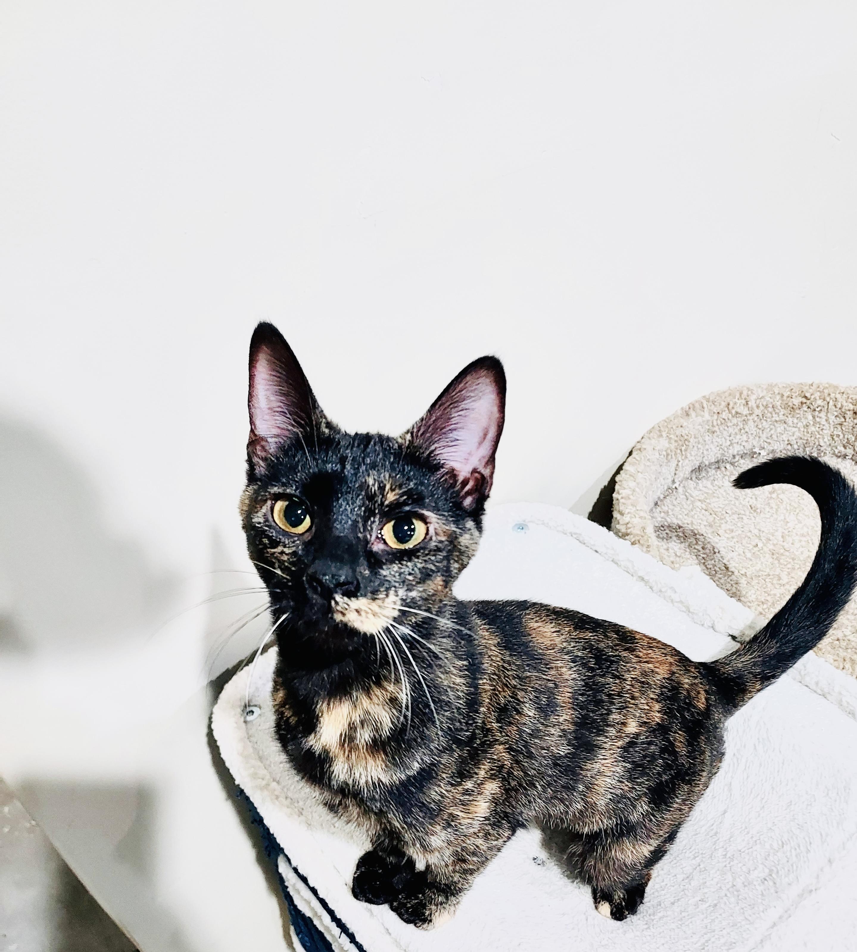 Bella