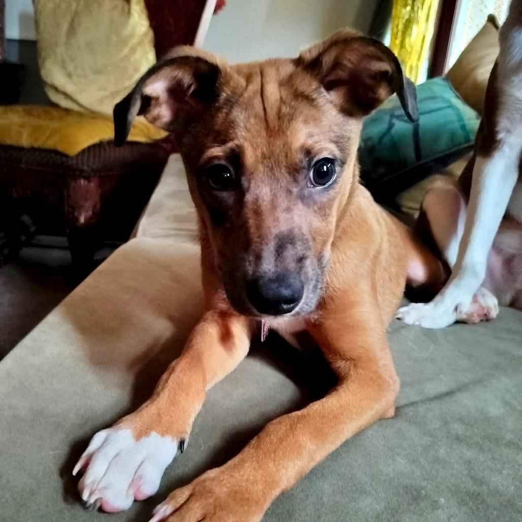 Gomez, Adoptable, Puppy Male Australian Shepherd & Mixed Breed.
