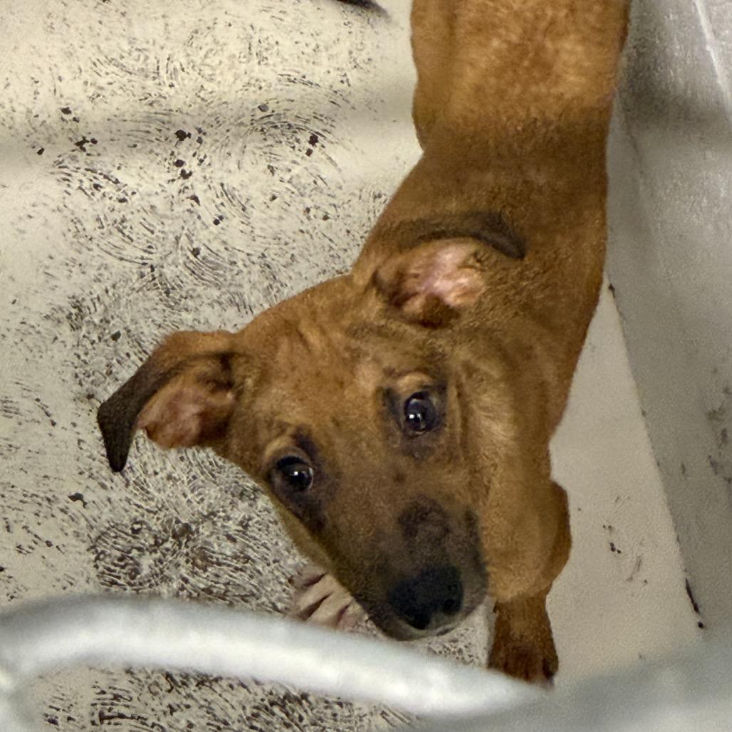 Enlarge Gomez, a Adoptable mixed breed in Delaware, OH image 2/3
