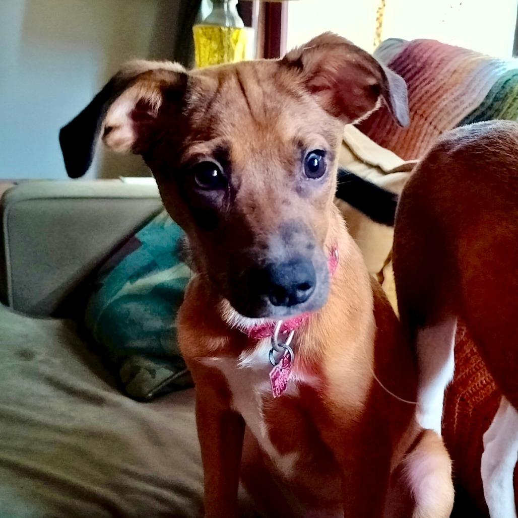 Enlarge Gomez, a Adoptable mixed breed in Delaware, OH image 3/3