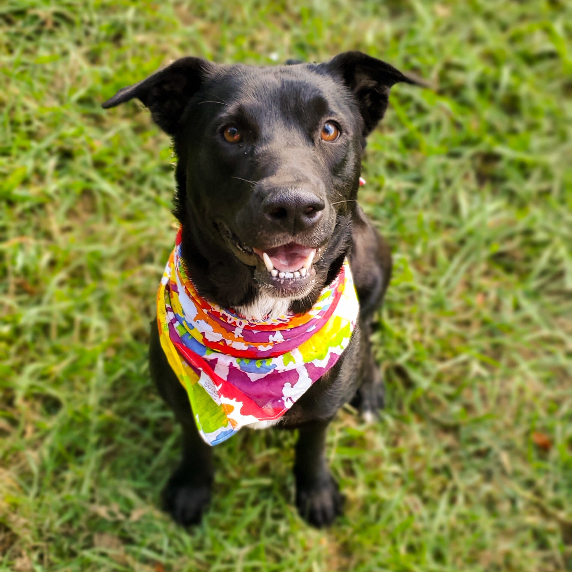 Maggie, a Adoptable mixed breed in Denison, TX image 4/6