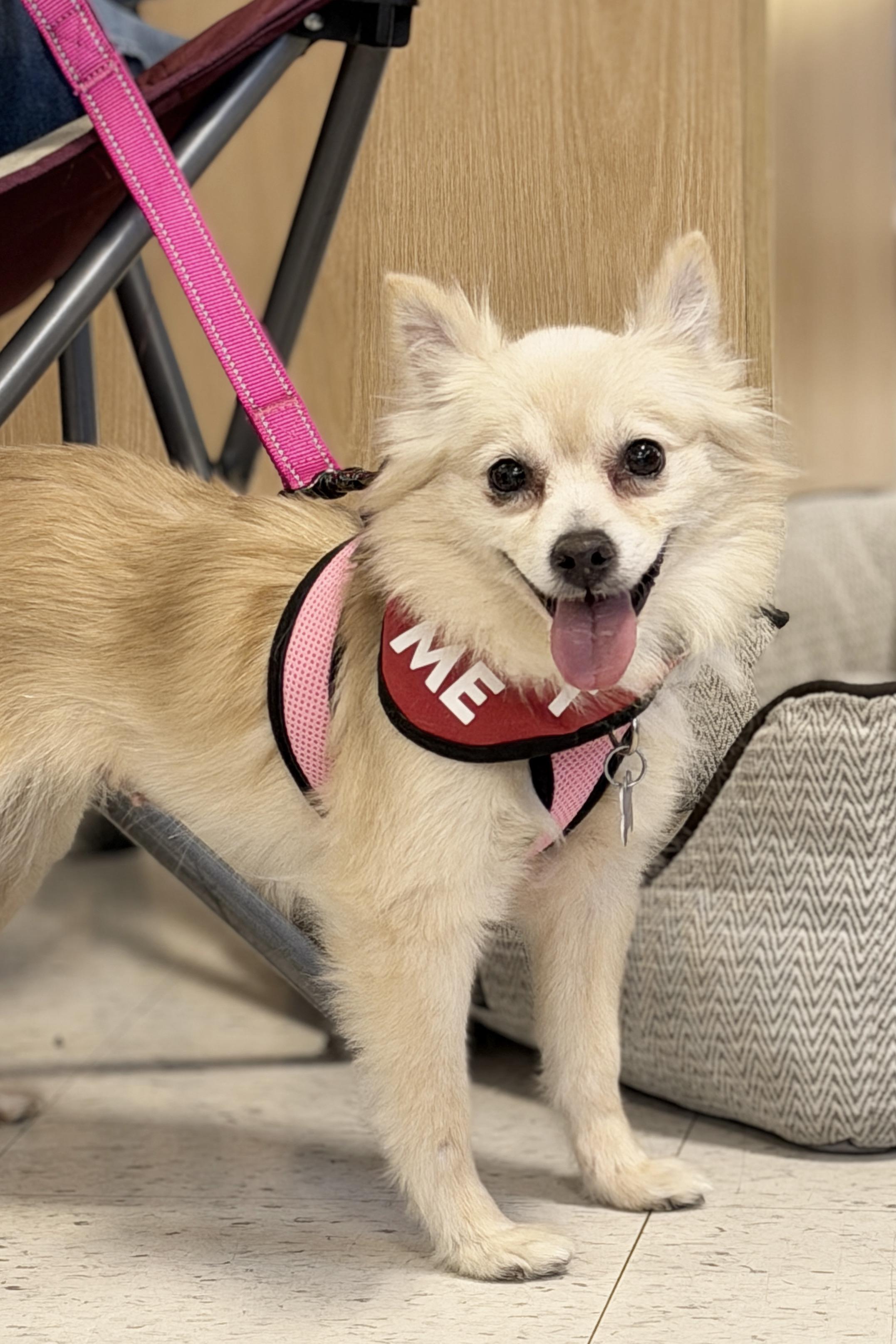 Enlarge Buttercup, a ADOPTABLE mixed breed in Mission Viejo, CA image 3/6