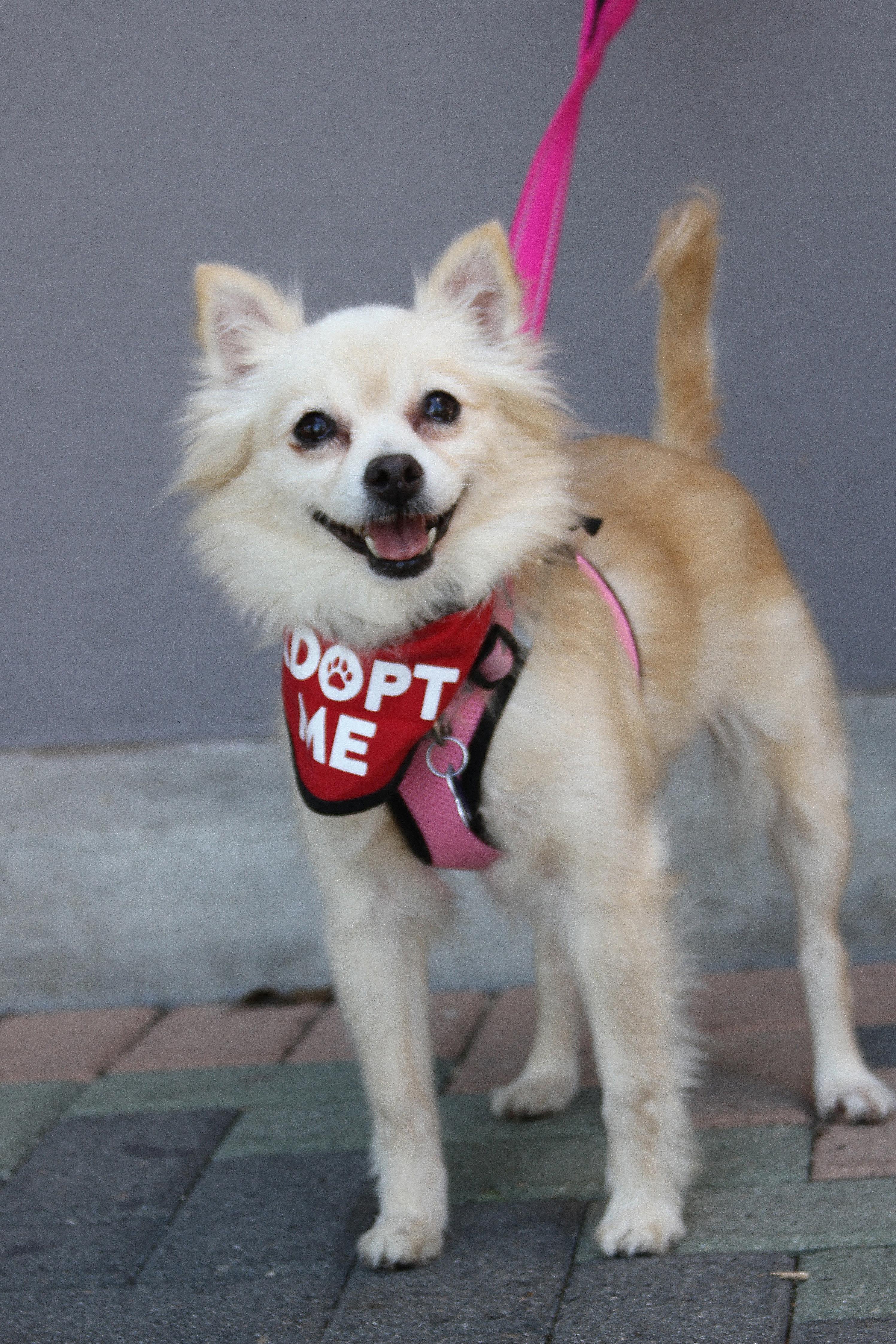 Enlarge Buttercup, a ADOPTABLE mixed breed in Mission Viejo, CA image 2/6