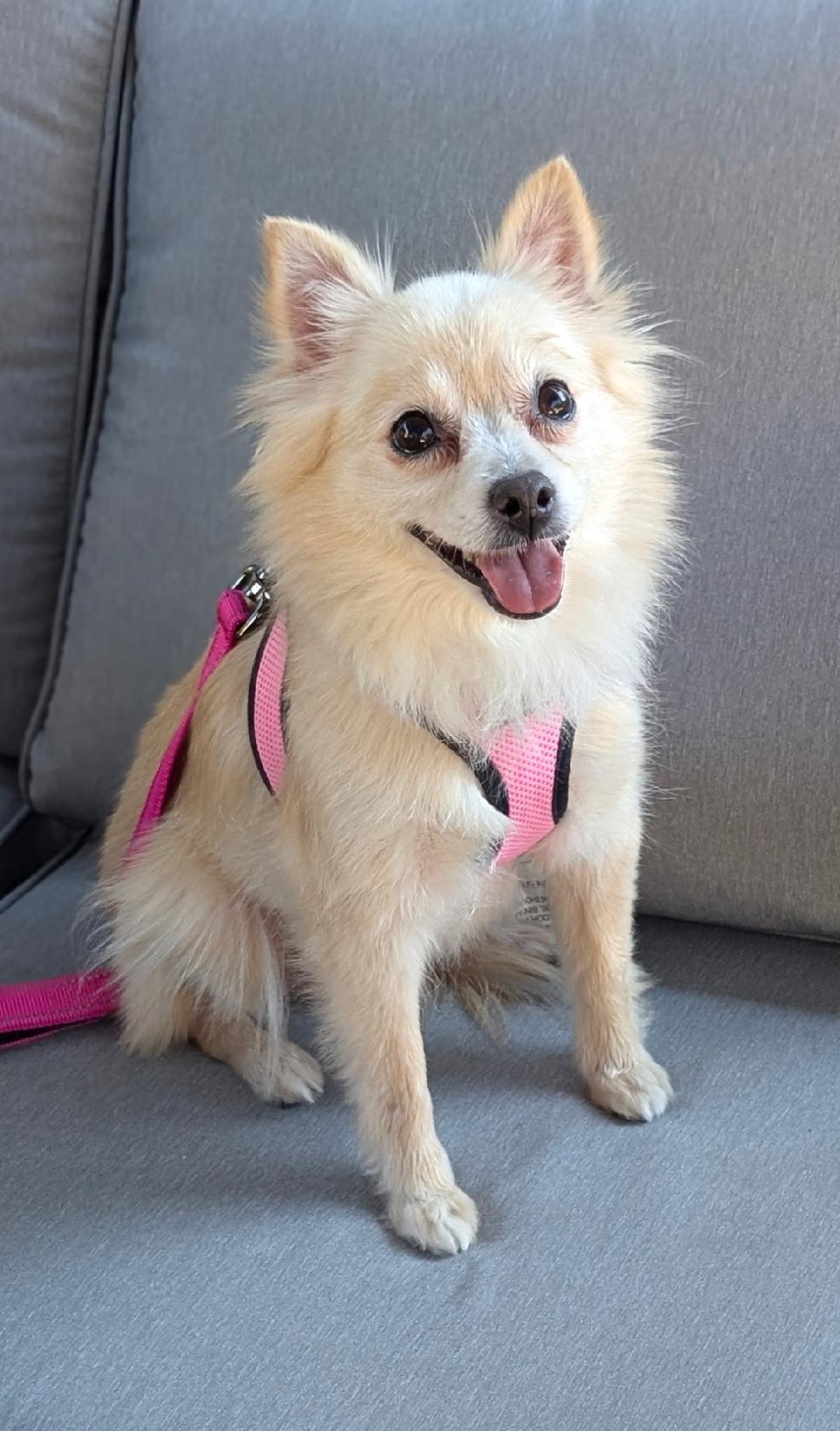 Enlarge Buttercup, a ADOPTABLE mixed breed in Mission Viejo, CA image 1/6