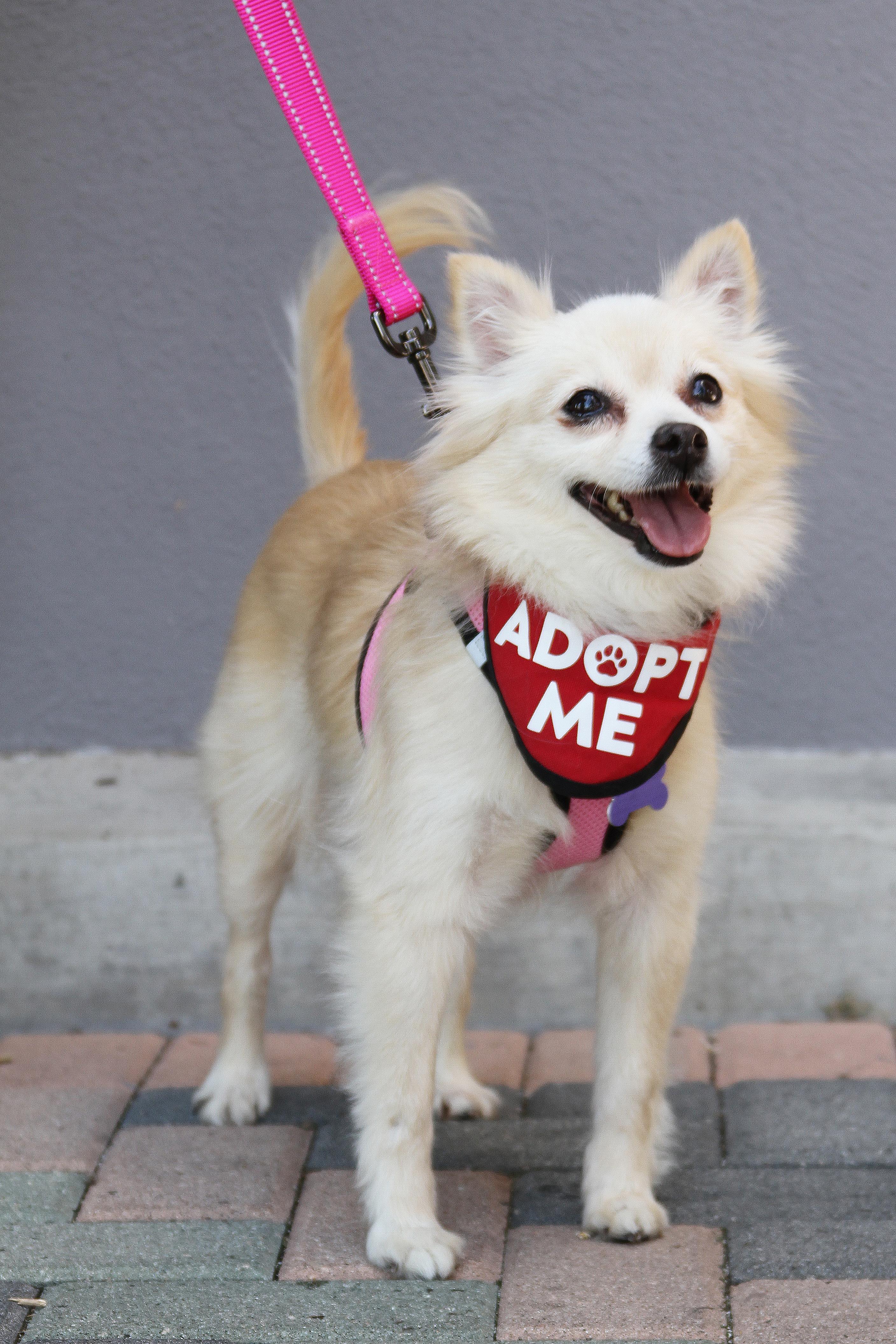 Enlarge Buttercup, a ADOPTABLE mixed breed in Mission Viejo, CA image 4/6