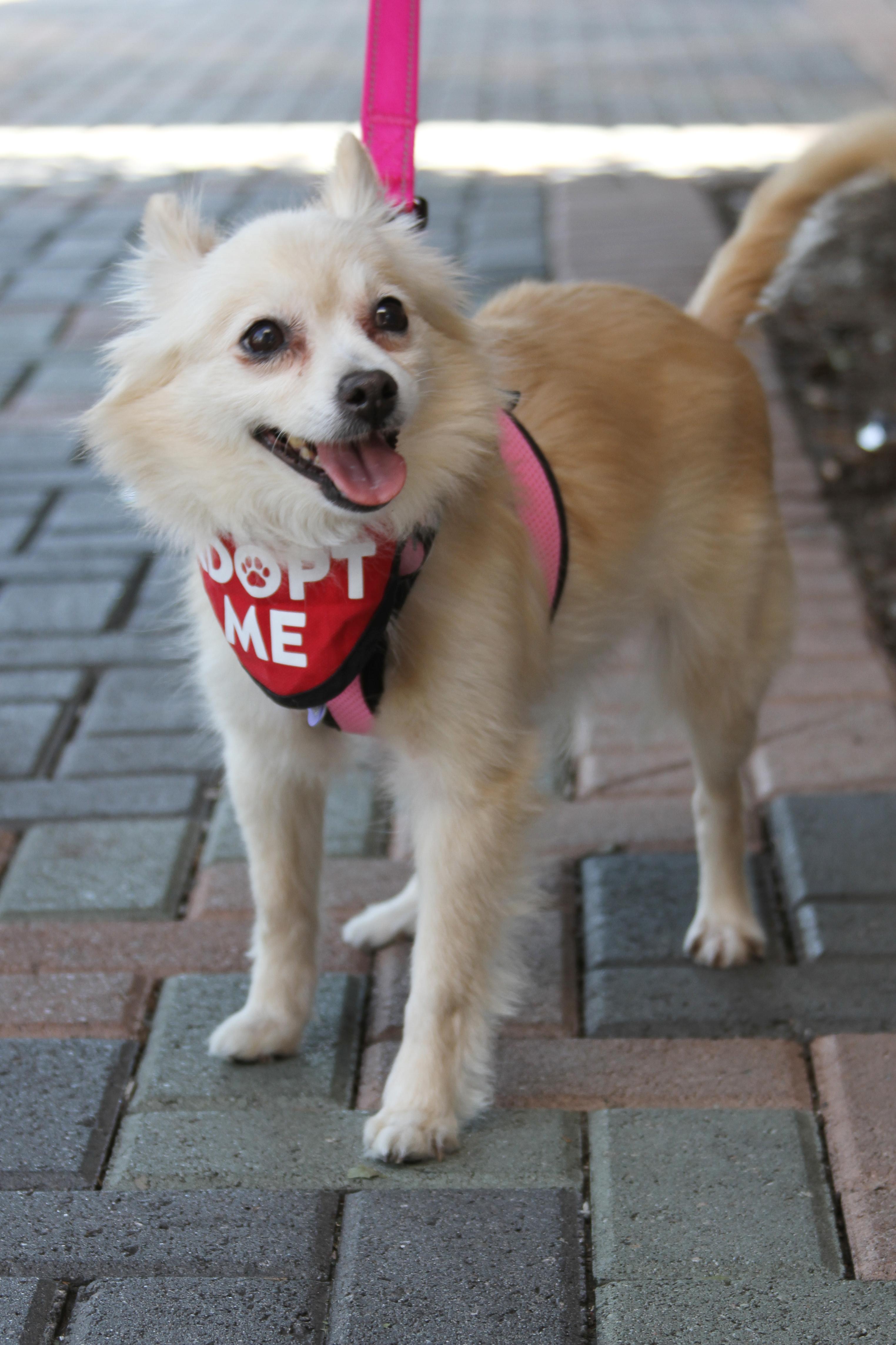 Enlarge Buttercup, a ADOPTABLE mixed breed in Mission Viejo, CA image 5/6