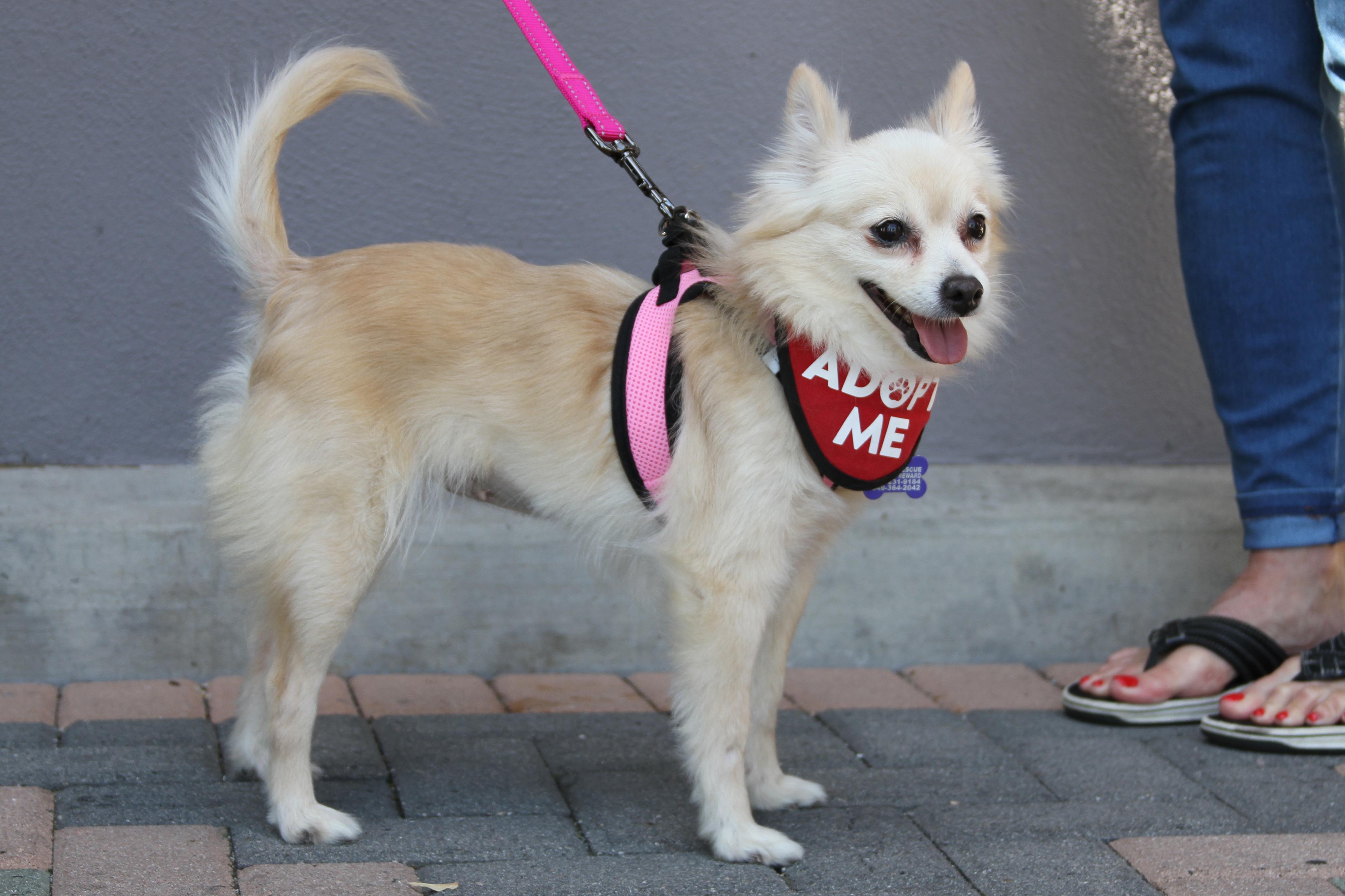 Enlarge Buttercup, a ADOPTABLE mixed breed in Mission Viejo, CA image 6/6